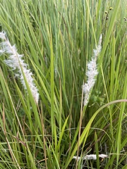Poaceae