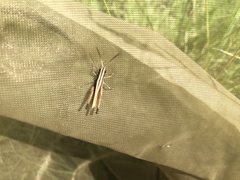 Orthoptera