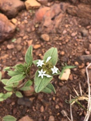 Richardia brasiliensis