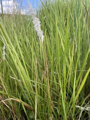 Poaceae