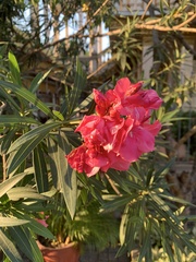 Nerium oleander