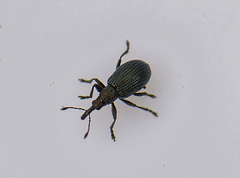 Ischnopterapion virens