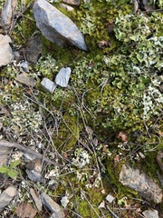 Cladonia