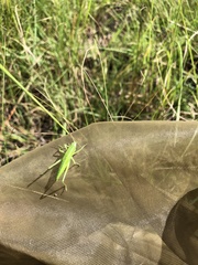 Orthoptera