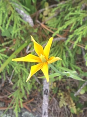 Calochortus venustulus