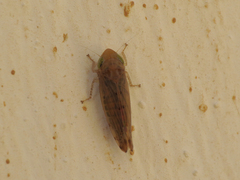 Synophropsis lauri