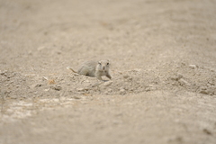 Spermophilus xanthoprymnus