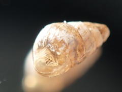 Achatinellidae