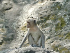 Macaca