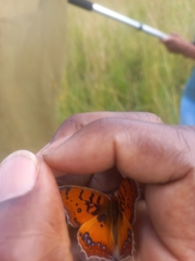 Catacroptera cloanthe