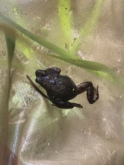 Phrynobatrachus natalensis