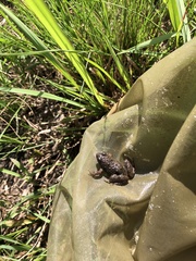 Phrynobatrachus natalensis