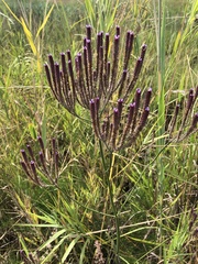 Verbena incompta
