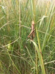 Orthoptera