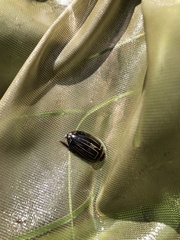 Hydaticus flavolineatus