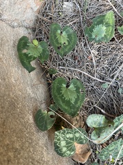 Cyclamen graecum graecum