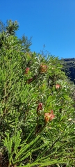 Protea