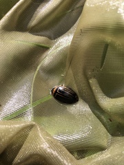 Hydaticus flavolineatus