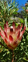 Protea