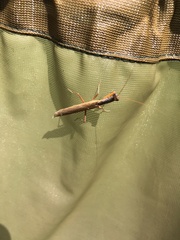 Mantodea