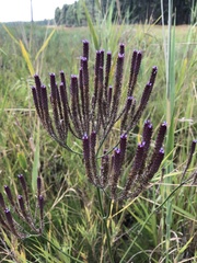 Verbena incompta