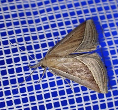 Hypena conscitalis