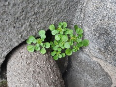 Pilea peploides major
