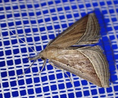 Hypena conscitalis