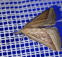 Hypena conscitalis