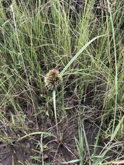 Cyperus polystachyos