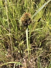 Cyperus polystachyos