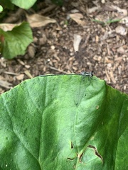 Austroargiolestes icteromelas