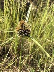 Cyperus polystachyos