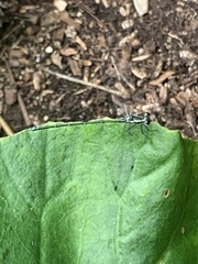 Austroargiolestes icteromelas