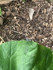 Austroargiolestes icteromelas