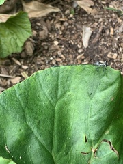 Austroargiolestes icteromelas