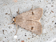 Caradrina kadenii