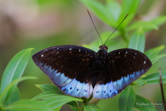 Lexias dirtea