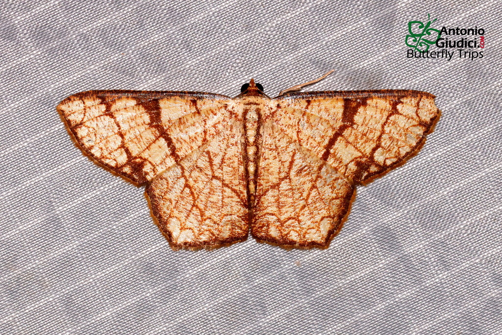 Cassyma quadrinata
