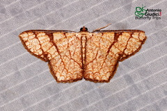 Cassyma quadrinata