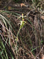 Caladenia testacea