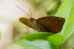 Lexias dirtea
