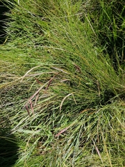 Monocymbium ceresiiforme