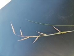 Monocymbium ceresiiforme