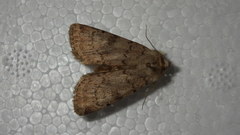 Epipsilia grisescens