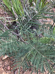 Acacia decurrens