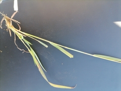 Monocymbium ceresiiforme