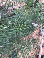 Acacia decurrens