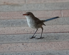 Malurus splendens splendens