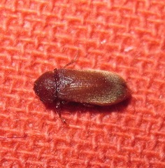 Anobiinae